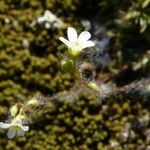 Saxifraga hypnoides Floare