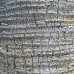 Sabal palmetto Bark