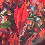 Photinia fraseri 葉