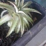 Dyckia brevifolia Лист