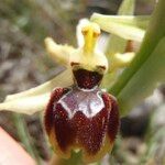 Ophrys exaltata Autre