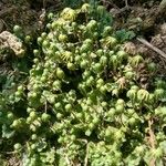 Sedum forsterianum Leaf