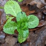 Veronica beccabunga Leaf