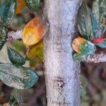 Cotoneaster microphyllus Bark