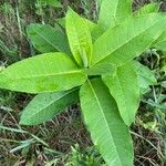 Asclepias purpurascens Leaf