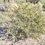 Simmondsia chinensis Φύλλο