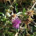 Centaurea calcitrapaBlomma