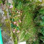 Begonia fuchsioides Kvet