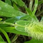 Setaria italica Fuelha