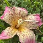 Ceiba speciosa Fleur