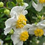 Carpenteria californicaFlor