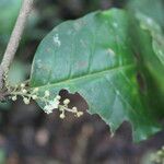 Croton schiedeanus Frunză