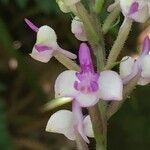 Cynorkis ridleyi Flower