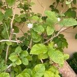 Jasminum sambac Cvet
