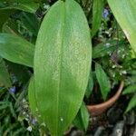 Dichorisandra penduliflora Hoja