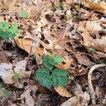 Dicentra cucullaria Leaf