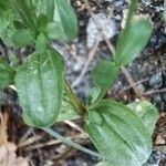 Centaurium littorale Leaf