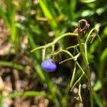 Dianella caerulea Fruto