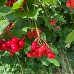 Viburnum opulus Fruit