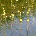 Utricularia foliosa 花