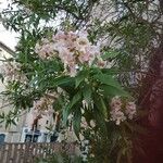 × Chitalpa tashkentensis Fuelha
