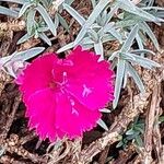 Dianthus gratianopolitanus പുഷ്പം