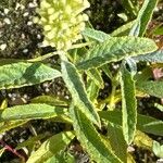 Buddleja albiflora Ліст