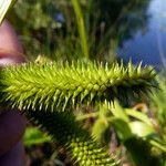 Carex pseudocyperus ഫലം