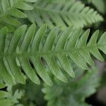 Pteris fauriei Листок