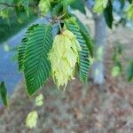 Carpinus japonica Fruit