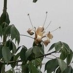 Ceiba aesculifolia 花