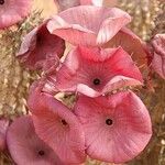 Hoodia gordonii Blüte