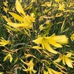 Hemerocallis citrina Flor