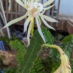 Epiphyllum hookeri ഇല