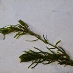 Elodea nuttallii Hoja