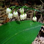 Convallaria majalis Лист