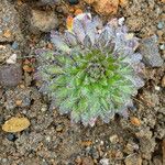 Draba jorullensis Leaf