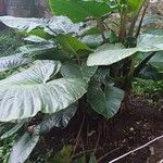 Alocasia macrorrhizos Листок