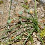 Acis fabrei Habit