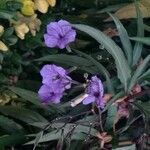 Ruellia simplex फूल