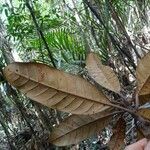 Pycnandra fastuosa Hoja