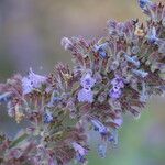 Nepeta grandiflora Flor