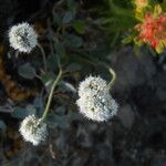 Eriogonum nudum Habitat