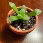 Haworthia pygmaeaFolio