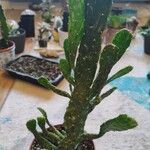 Opuntia monacantha 葉