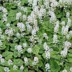 Tiarella cordifolia 整株植物