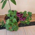 Pelargonium graveolensКветка