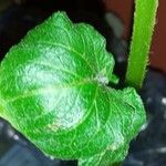 Solanum tuberosum Leaf