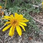 Balsamorhiza hookeri Blüte