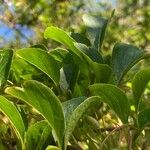 Styrax japonicus Ліст